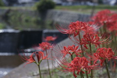 川沿いの彼岸花