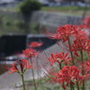 川沿いの彼岸花