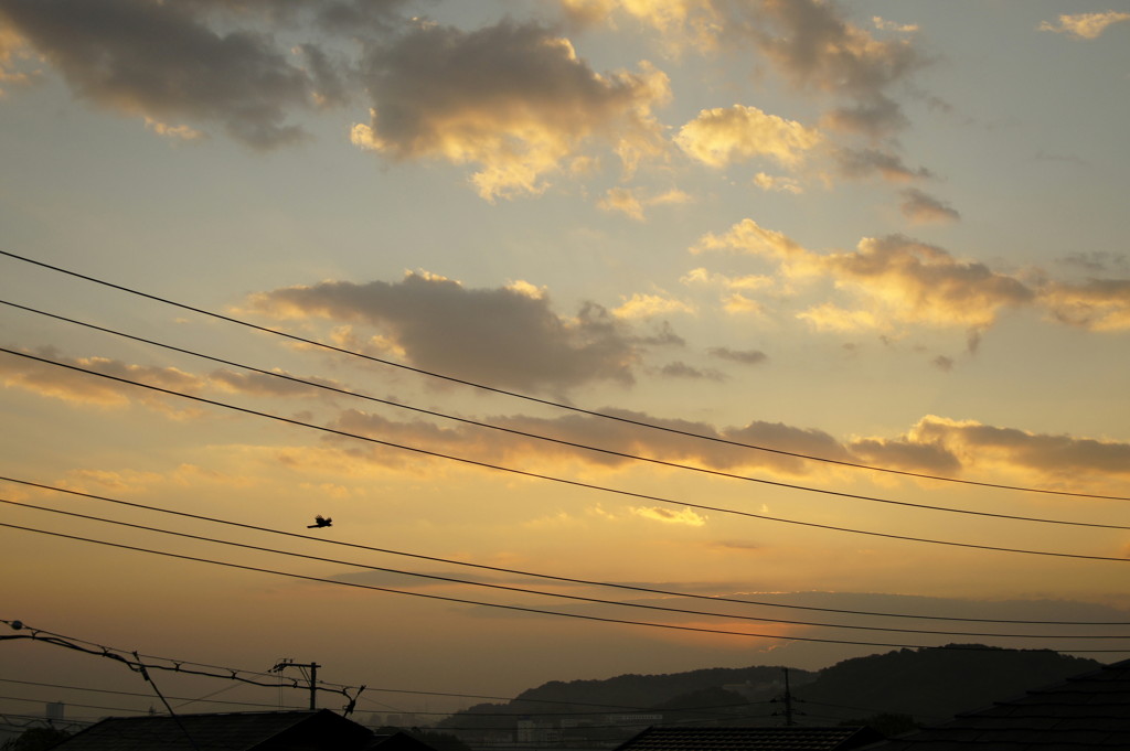 １１月２６日の朝