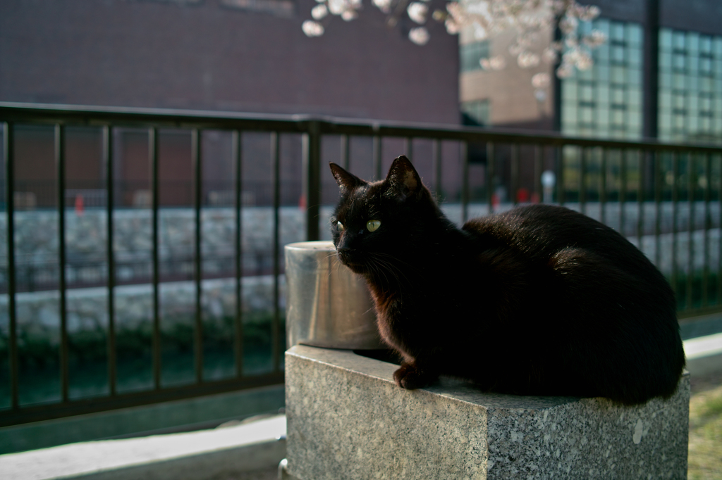 SDIM2545
