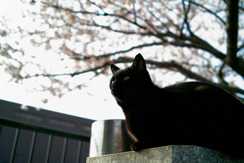 SDIM2544