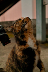 SDIM0600