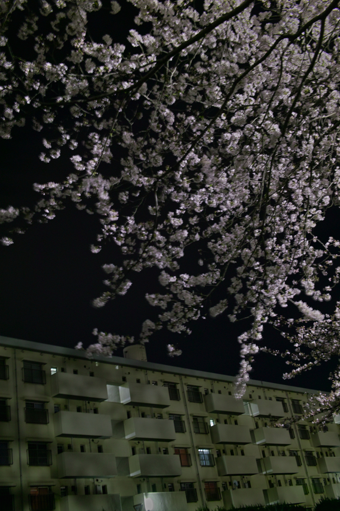 SDIM2101