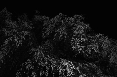 SDIM1146