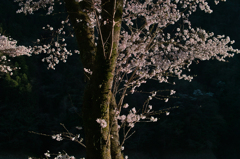 SDIM1354