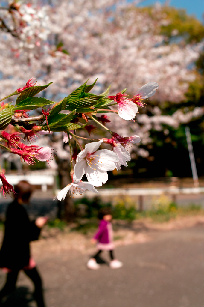 SDIM2706