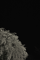 SDIM1141