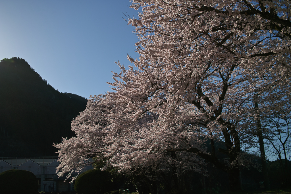 SDIM1281