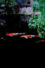 SDIM3600