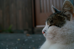 SDIM2950