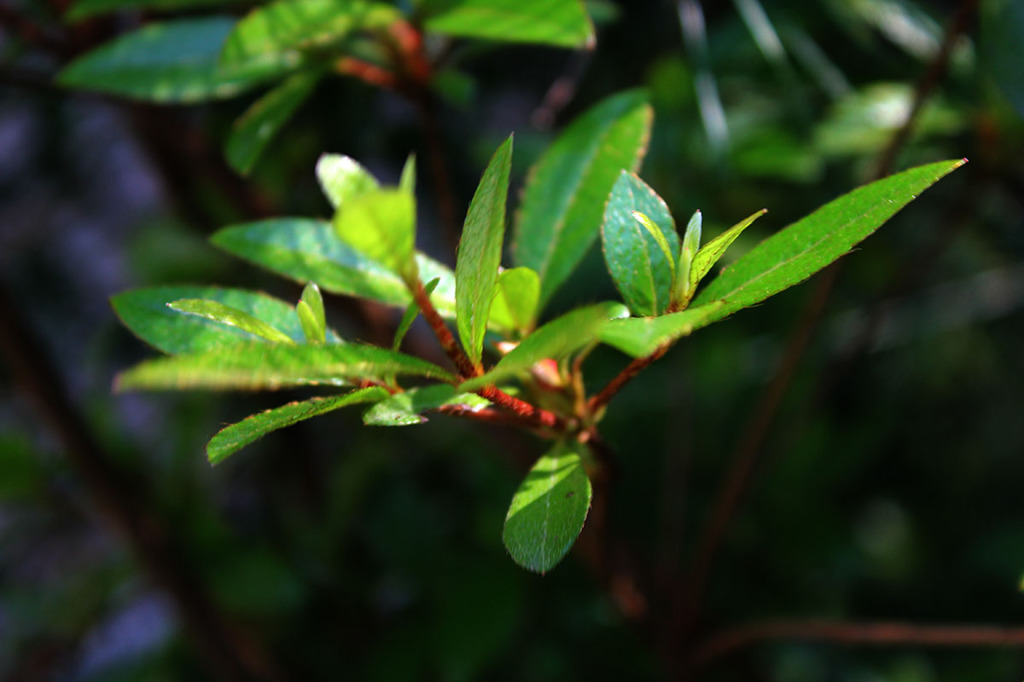 庭の植木