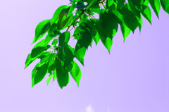 桜の葉
