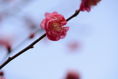 DSC_1065
