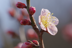 IMGP0637