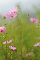 加賀田　秋　2012 017