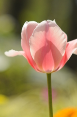 チューリップ 002