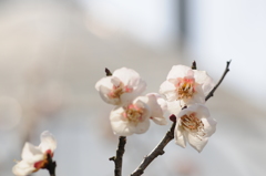 20150228花の文化園　梅 045