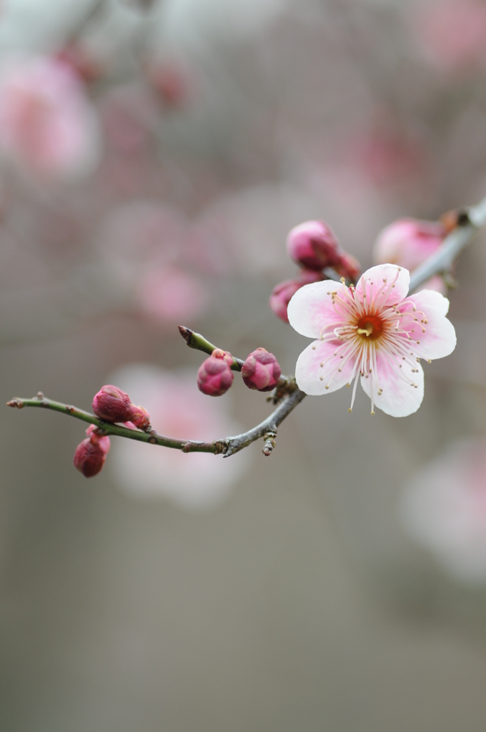 梅ちゃん先生 018