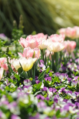 チューリップ 004