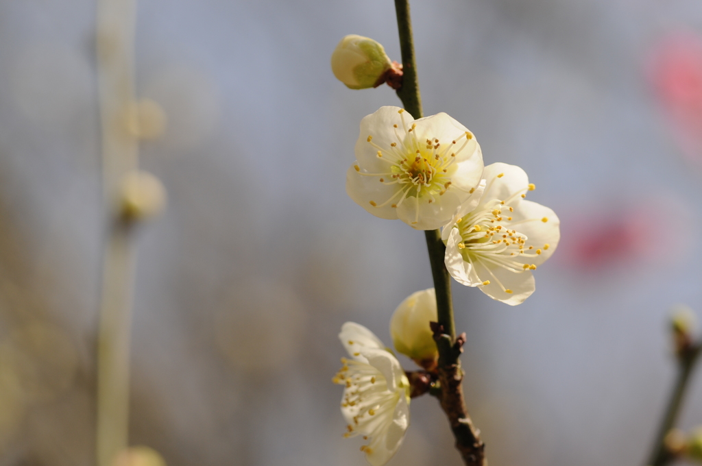 20150228花の文化園　梅 012