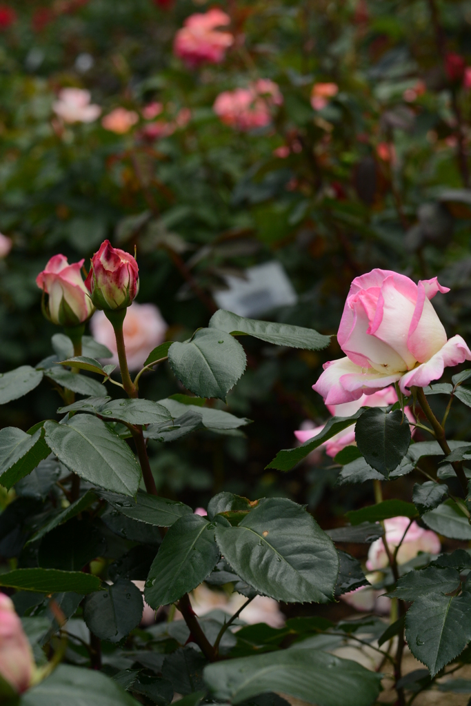 薔薇が咲いた 041