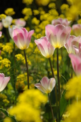 チューリップ 012