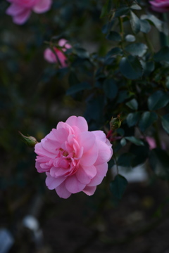 DSC_0945 DSC_0945