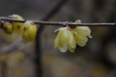 蝋梅　2015　12　23 075