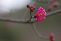 IMGP0079