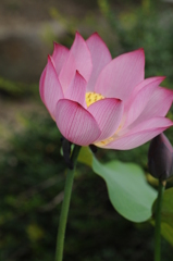 熱帯雨林植物 035