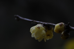 蝋梅　2015　12　23 060