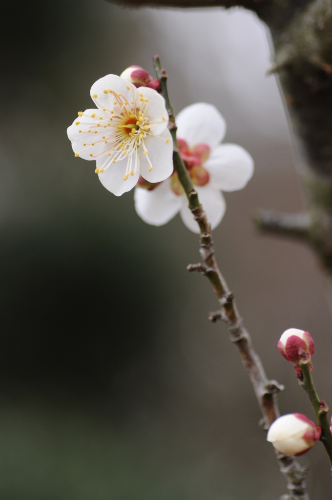 梅ちゃん先生 003