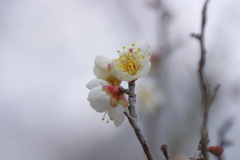 IMGP0135