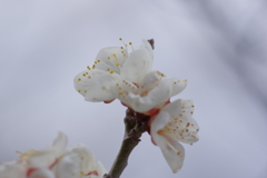 IMGP0619