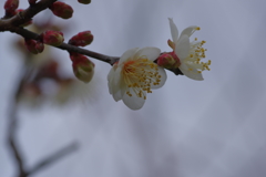IMGP0110