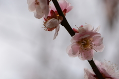 観心寺　うめ 041