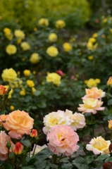 薔薇が咲いた 057 薔薇が咲いた 057