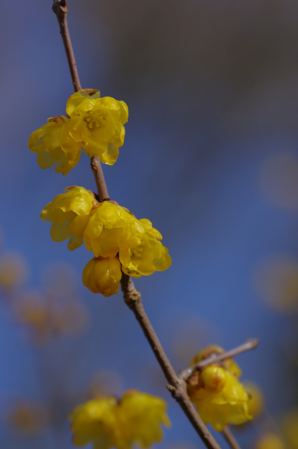 IMGP0538