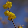 IMGP0538