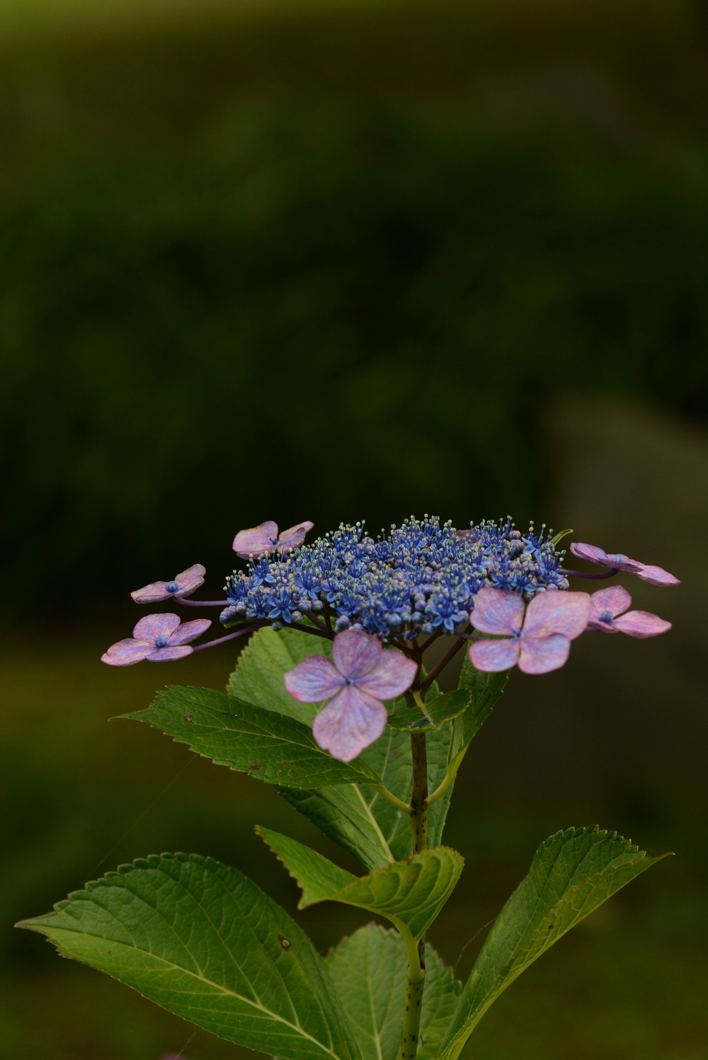 DSC_0701