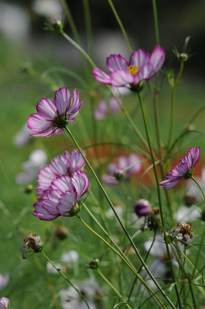 2015　彼岸花 　秋 009