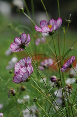 2015　彼岸花 　秋 009