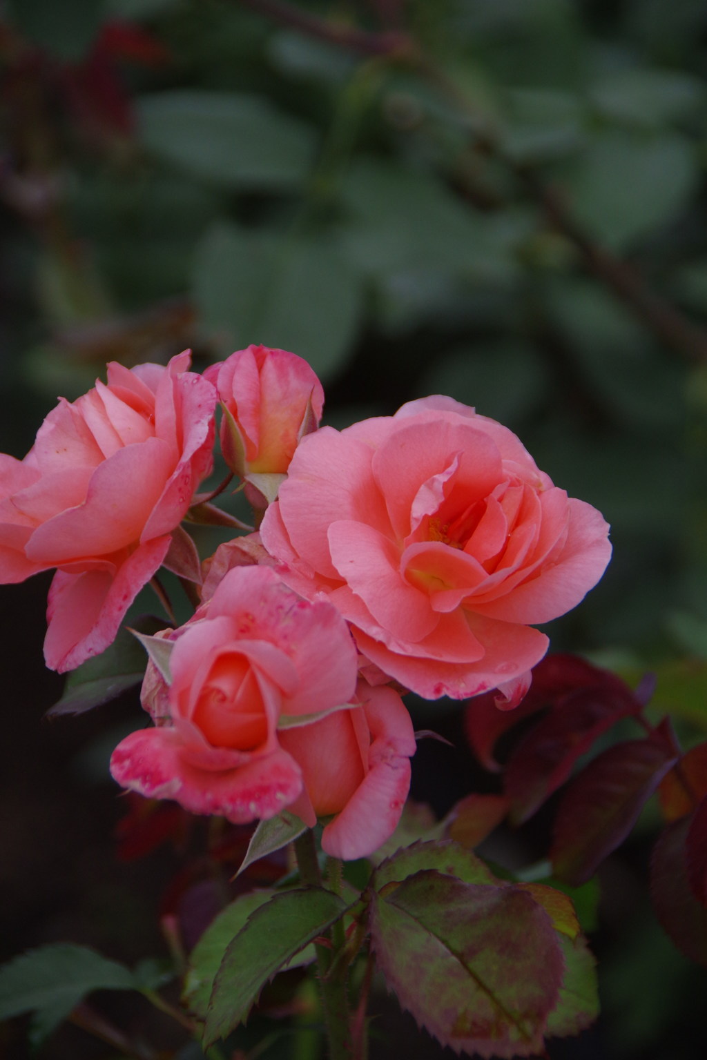 IMGP0754