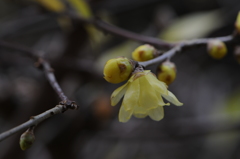 蝋梅　2015　12　23 063