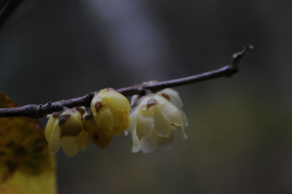 蝋梅　2015　12　23 055