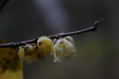 蝋梅　2015　12　23 055