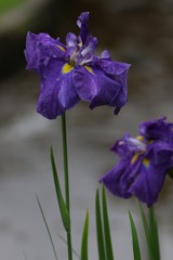 3S0A0509