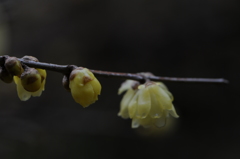 蝋梅　2015　12　23 066