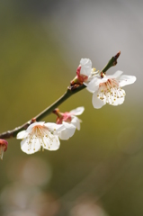 観心寺　梅 024