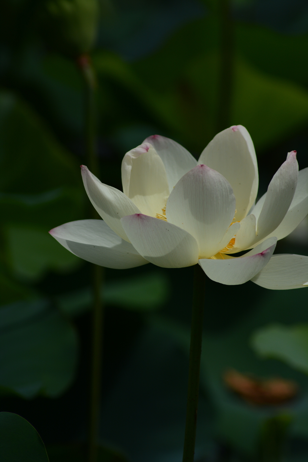 DSC_1835
